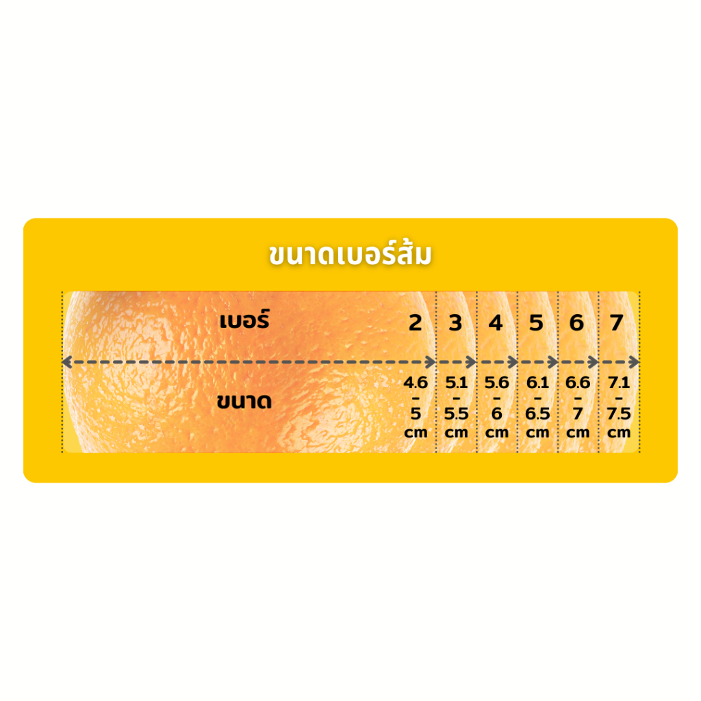 รูปภาพ 3