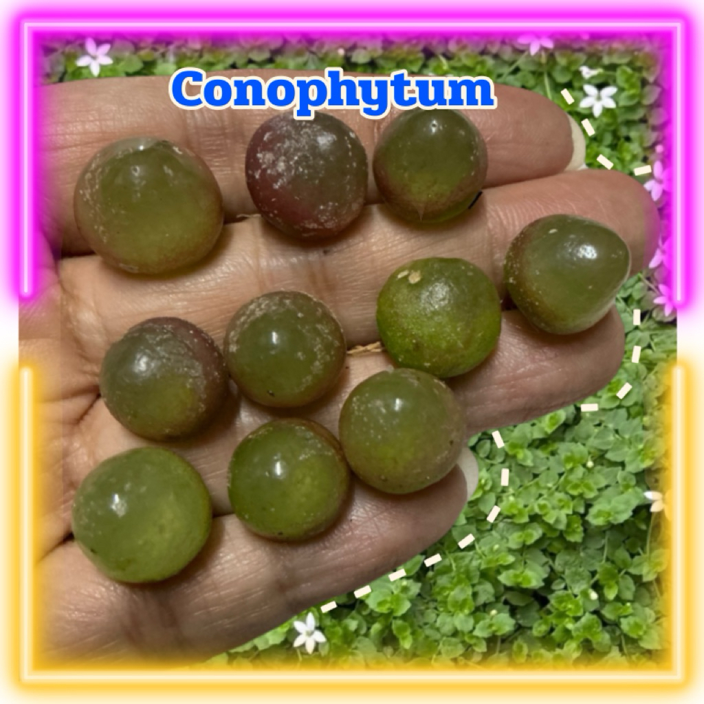 🌵Conophytum🌵พร้อมส่งโคโนไฟตัมเบอร์เกอร์รี่ โคโนไฟตัม (น้องเยลลี่)