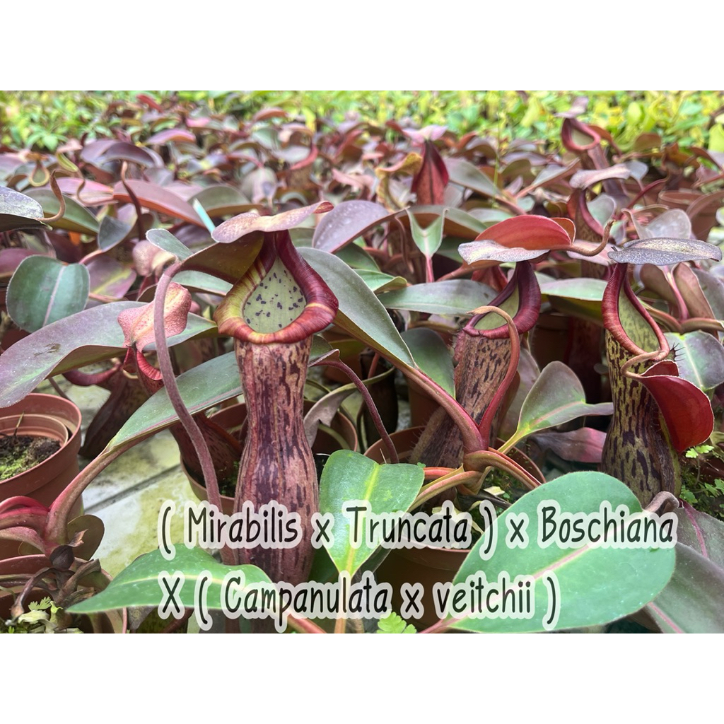 ( Mirabilis X Truncata ) X Boschiana X ( Campanulata X Veitchii  )