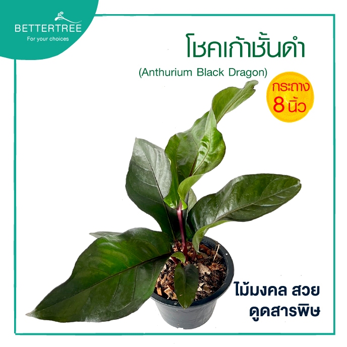 โชคเก้าชั้นใบดำ  กระถาง 8 นิ้ว ไม้มงคล ไม้ฟอกอากาศ