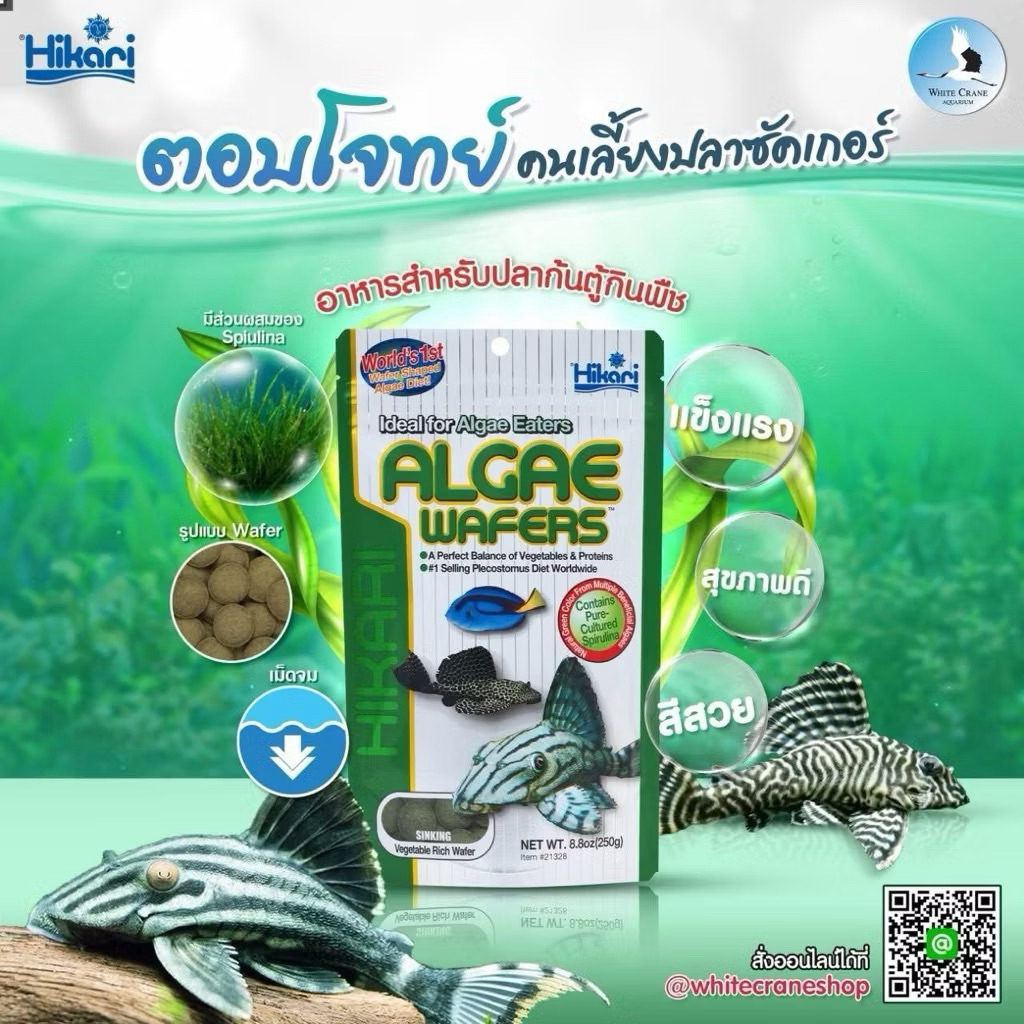 Hikari Tropical Algae Wafers 💚 อาหารสำหรับปลาซัคเกอร์และปลากินพืชชนิดอื่นๆ 40กรัม