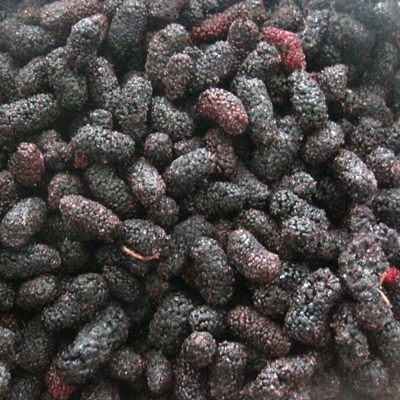 ลูกหม่อนดำ Black Mulberry สมุนไพรตากแห้ง แบบชิ้น 35 กรัม