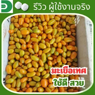ดี-ไวท์ เม็ดฟู่เทพ กำจัดโรคพืช เชื้อรา แบคทีเรีย โรครากเน่า โคนเน่า โรคพืชทุกชนิด