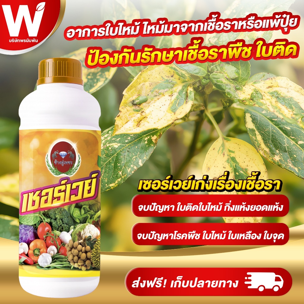 เซอร์เวย์ ป้องกันกำจัดเชื้อราพืช โรคใบไหม้ ใบจุด แก้เชื้อรา โรครากเน่า โคนเน่า กิ่งแห้ง ผิวสาก ราน้ำค้าง ราแป้ง