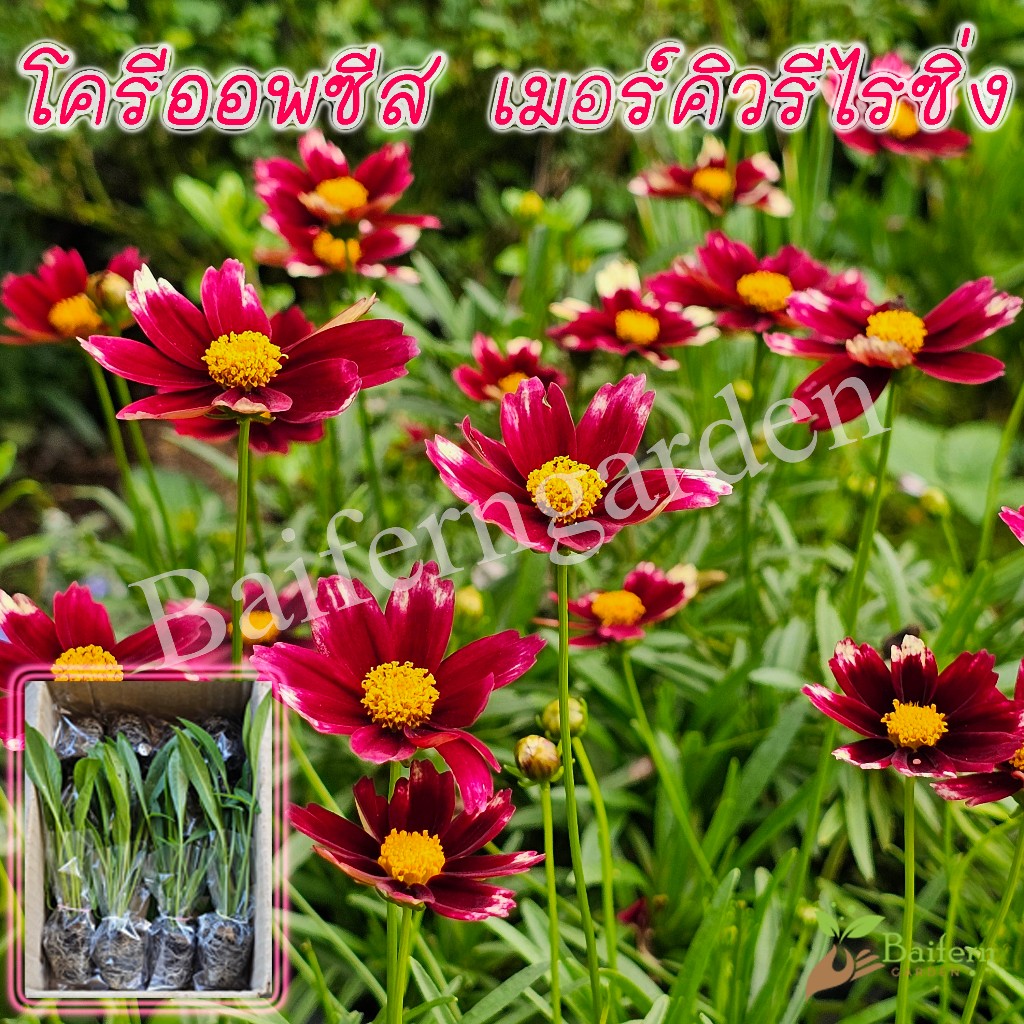 ต้นกล้าดอกโครีออพซีส เมอร์คิวรีไรซิ่ง(Coreopsis 'Mercury Rising' ) ดอกไม้กินได้ สวยงามเลี้ยงง่าย