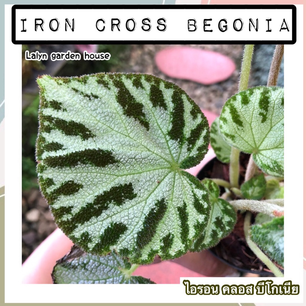 💚🪴Iron Cross Begonia (ไอรอน คลอส บีโกเนีย)ไม้ใบลวดลายชัดๆเพราะลายกลางใบ มีลายเส้นโดดเด่น ดูแลง่ายกว่าที่คิดด้วยนะคะ❤️🪴 - รูปที่ 2