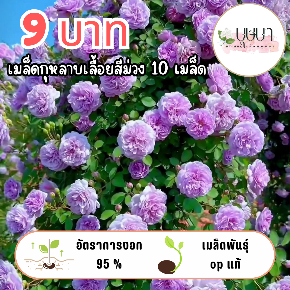 เมล็ดกุหลาบเลื้อยม่วง 9บาท