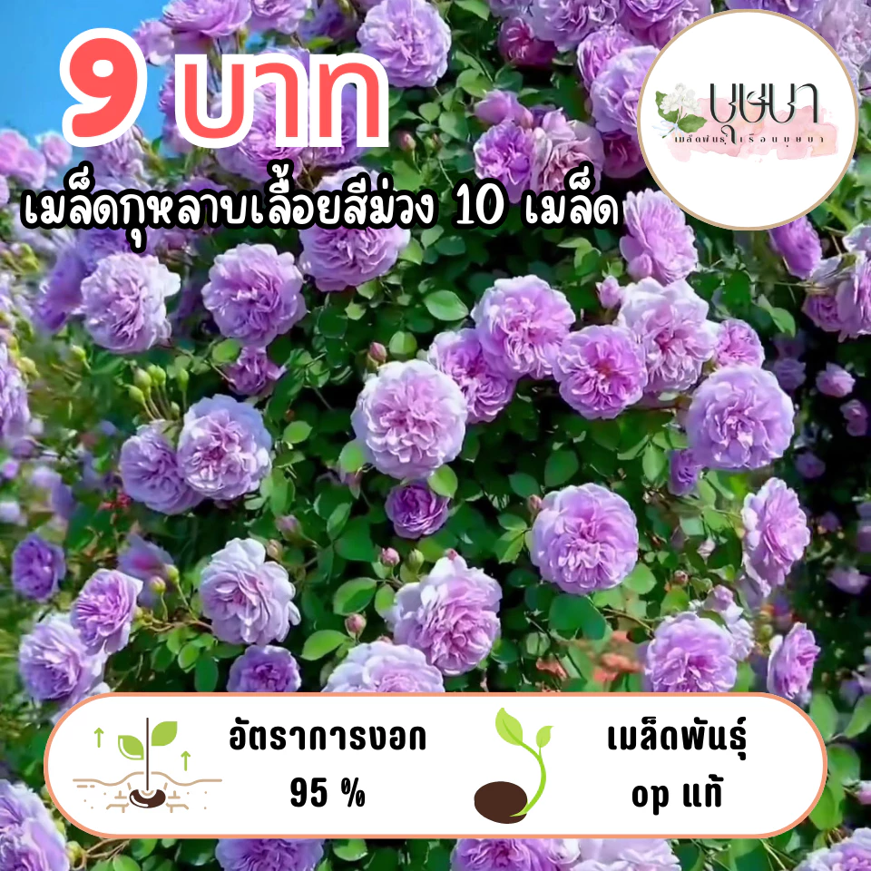 เมล็ดกุหลาบเลื้อยม่วง 9บาท
