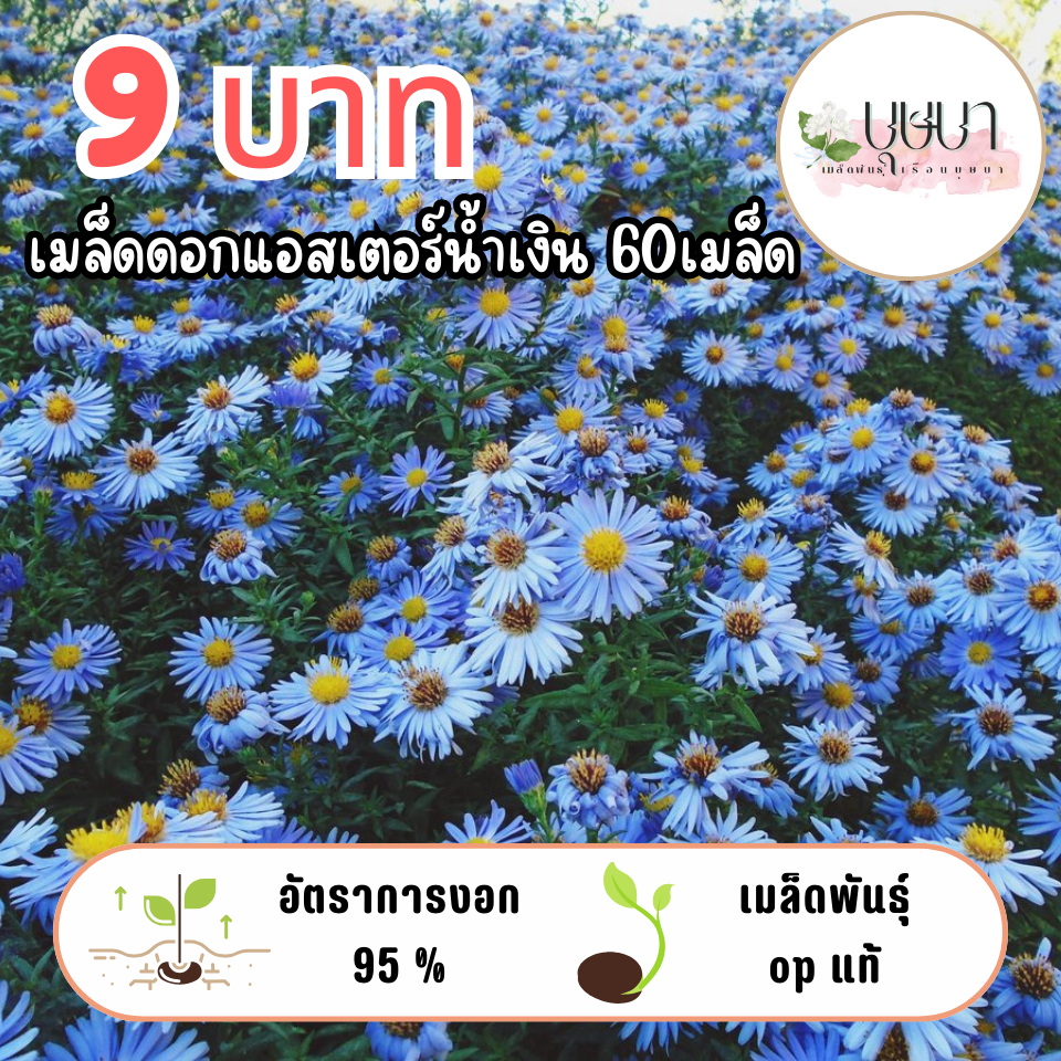 เมล็ดพันธุ์ดอกแอสเตอร์น้ำเงิน 9บาท