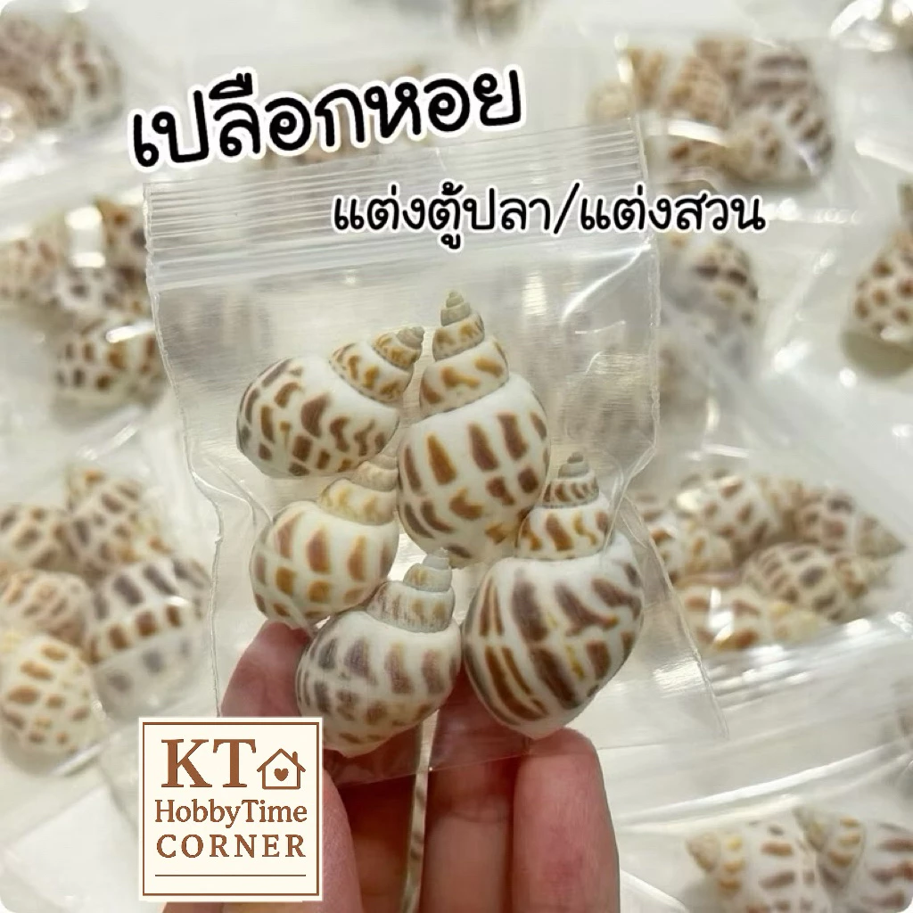 เปลือกหอย ธรรมชาติ แต่งตู้ปลา/แต่งสวน
