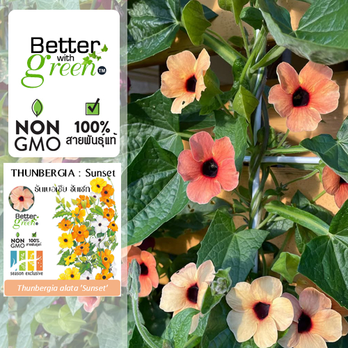เมล็ดพันธุ์ ธันเบอเชีย ซันเซท 10 เมล็ด (THUNBERGIA : Sunset)  การันตีสายพันธุ์แท้
