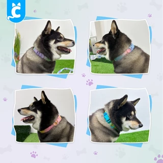 [ส่งฟรี🇹🇭] CleverPet ปลอกคอสุนัข สีพาสเทล ปลอกคอสัตว์เลี้ยง ปลอกคอแมว สายจูงสุนัข Dog Collar