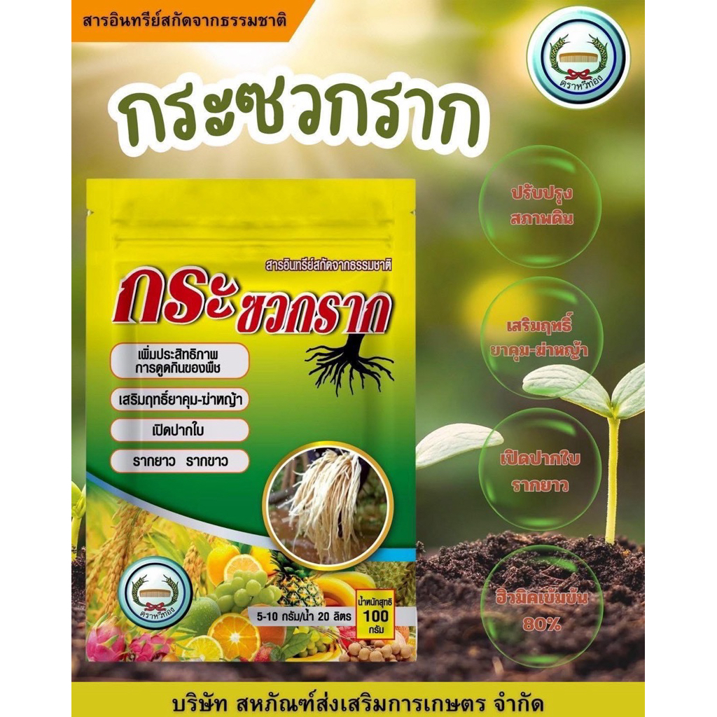 กระซวกราก รากยาว รากขว  เสริมฤทธิ์ยาคุม-ฆ่าหญ้า กระตุ้นการแตกกอ ข้าวเขียว ใบสวย ขนาด 100 กรัม