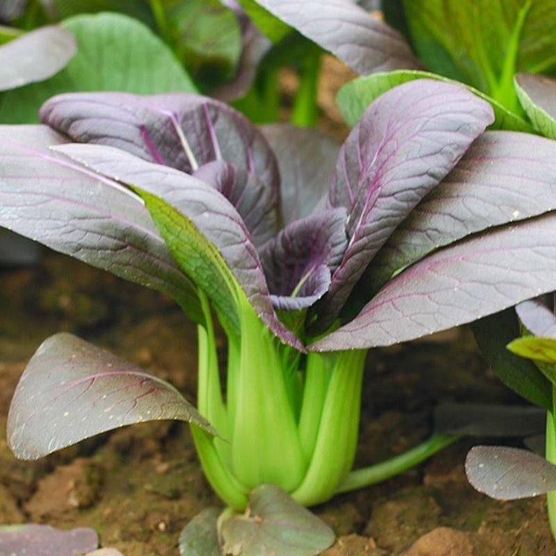 เมล็ด ผัก กวางตุ้ง ใบม่วง 500 เมล็ด ผักกวางตุ้งฮ่องเต้ใบม่วง purple pak choi seeds- F1 เมล็ดพันธุ์