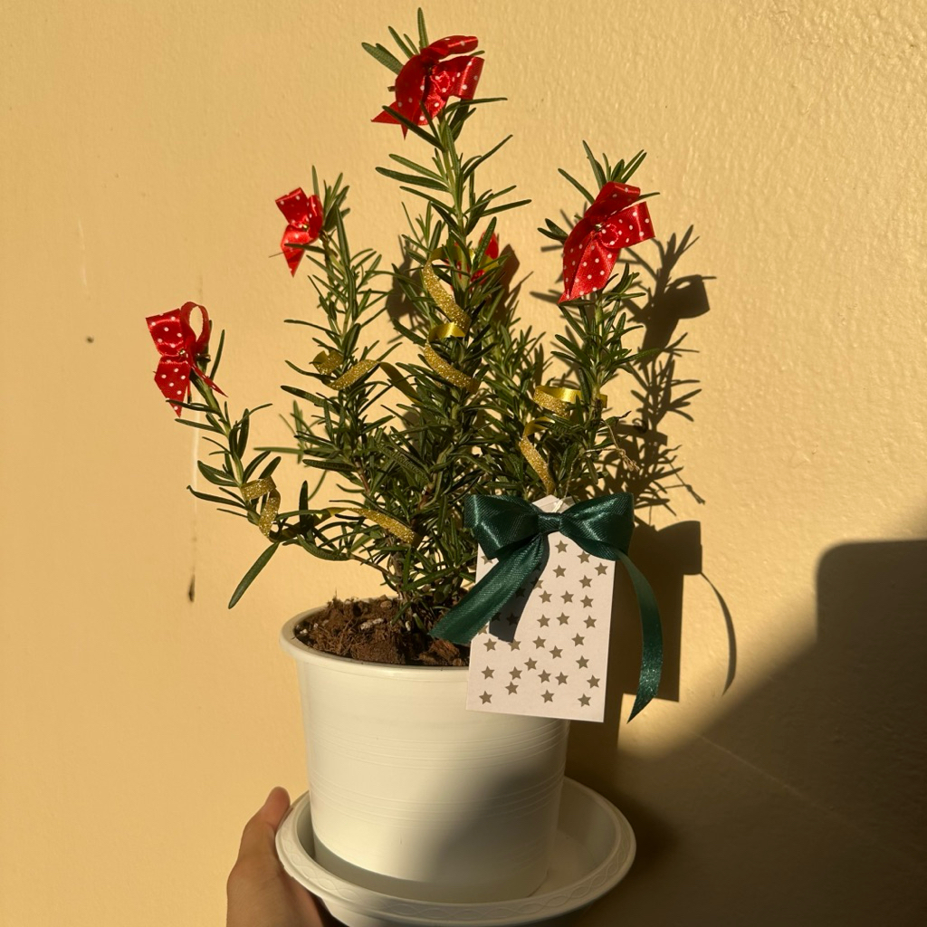 Live Rose Marry Tree Pot5.5” Christmas tree gift present ต้นโรสแมรี่ พร้อมประดับ