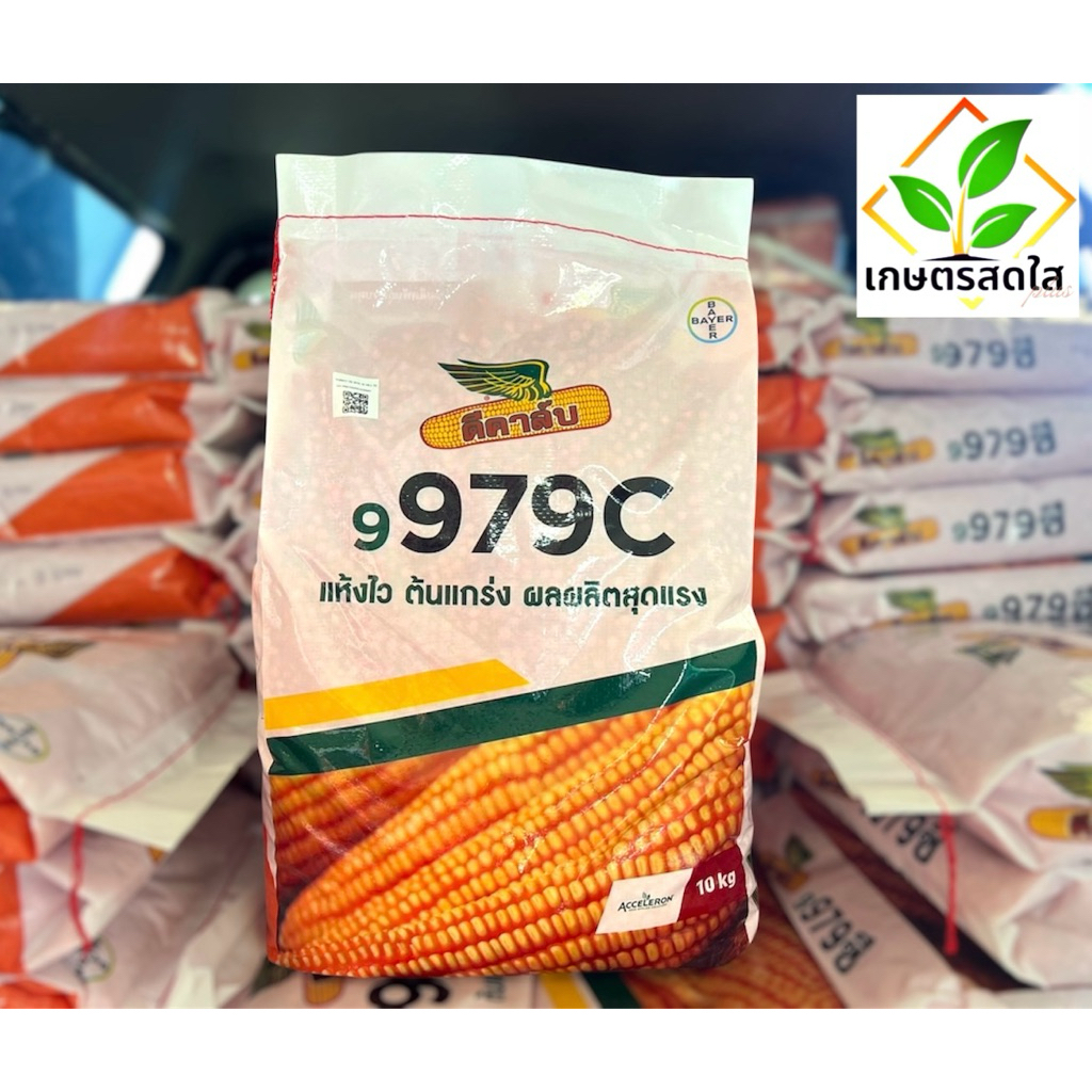 ข้าวโพดดีคาล์บ 9979c (3.5 หุน) *ขนาด 10 กก 🌽 โตไว ฝักเต็ม แถวแน่น สีสวย ได้ผลผลิตสูง