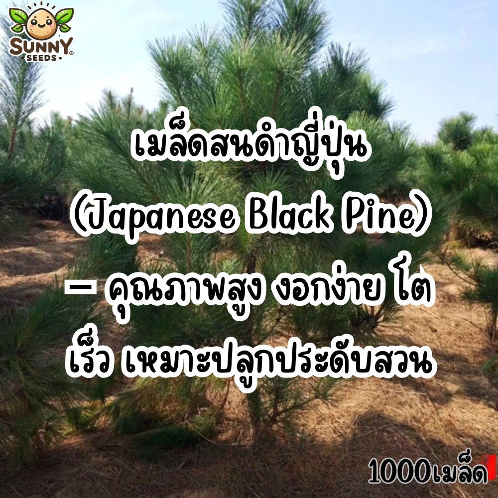 เมล็ดสนดำญี่ปุ่น (Japanese Black Pine) – คุณภาพสูง งอกง่าย โตเร็ว เหมาะปลูกประดับสวน