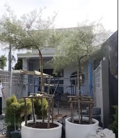 ต้นสนเกรวิลเลีย ต้นใหญ่ ติดดอก เหลืองเลื้อย2ม.ขึ้นไป / สีอื่นๆสูง1.2 เมตรขึ้นไป