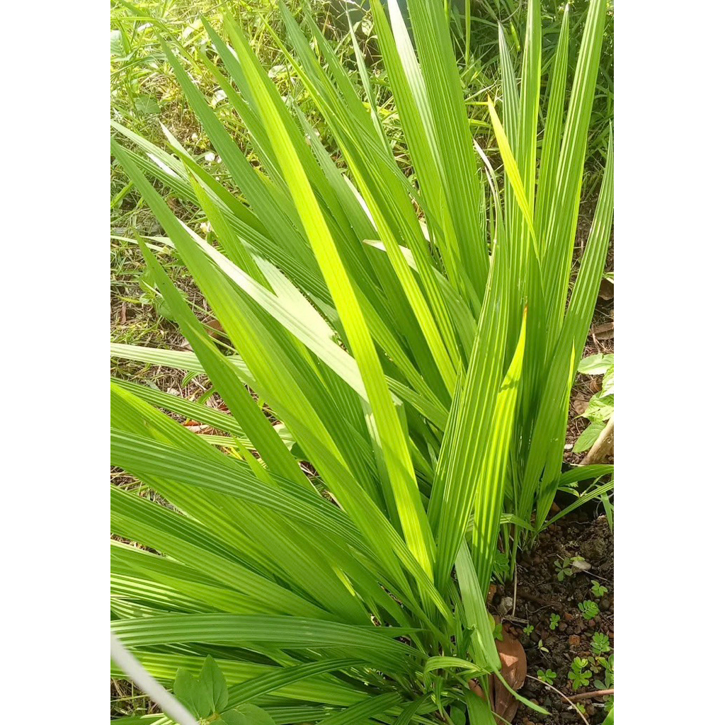 ว่านจอด ว่านหอมแดง 10หัว 50 บาท ใช้แก้ผิดสำแดง เยี่ยวขัด - รูปที่ 2