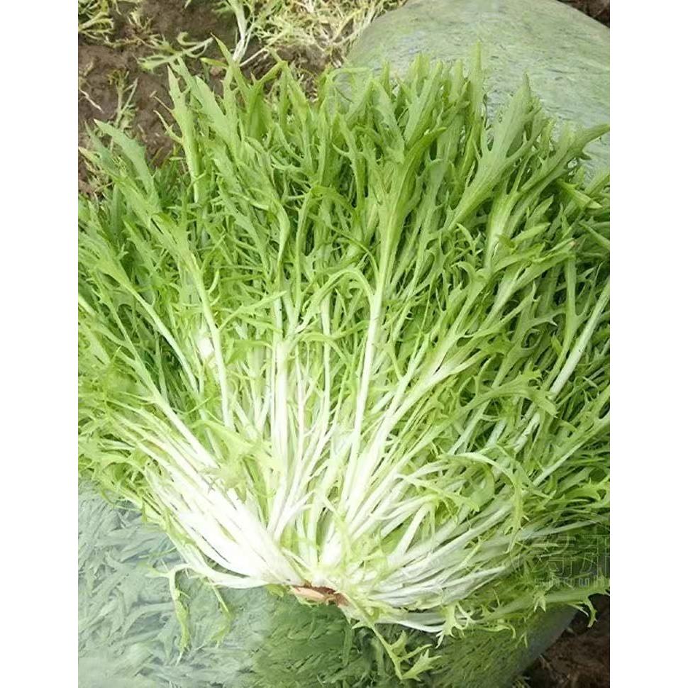 เมล็ดพันธุ์ผักมิซูน่า (Mizuna) 500 เมล็ด - โตเร็ว รสเผ็ดอ่อน  ปลูกง่ายในสวน