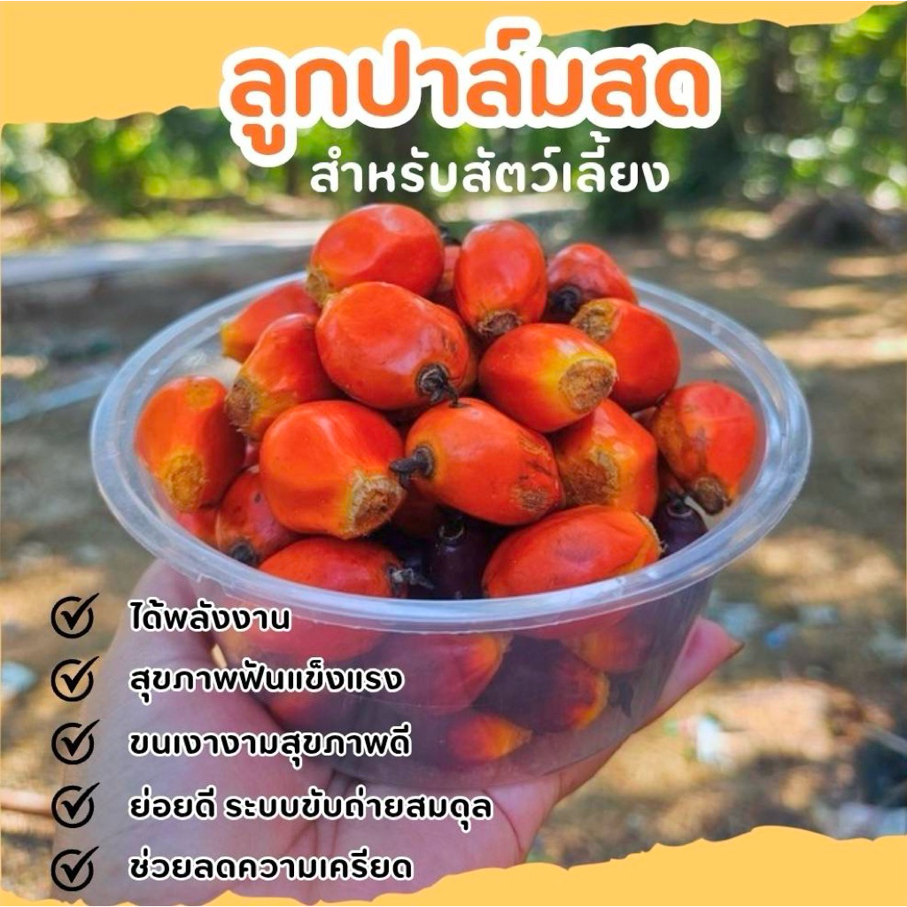 ลูกปาล์มสำหรับสัตว์เลี้ยง เคี้ยวเพลิน อร่อยธรรมชาติ!