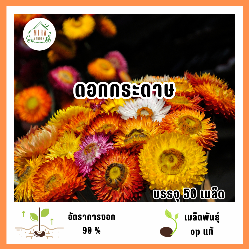 เมล็ดพันธุ์ดอกกระดาษคละสี บรรจุ 400 เมล็ด