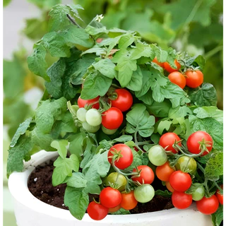 เมล็ดพันธุ์ มะเขือเทศ เรดโรบิน Red Robin Tomato Seed 20 เมล็ด คุณภาพดี ของแท้ 100%