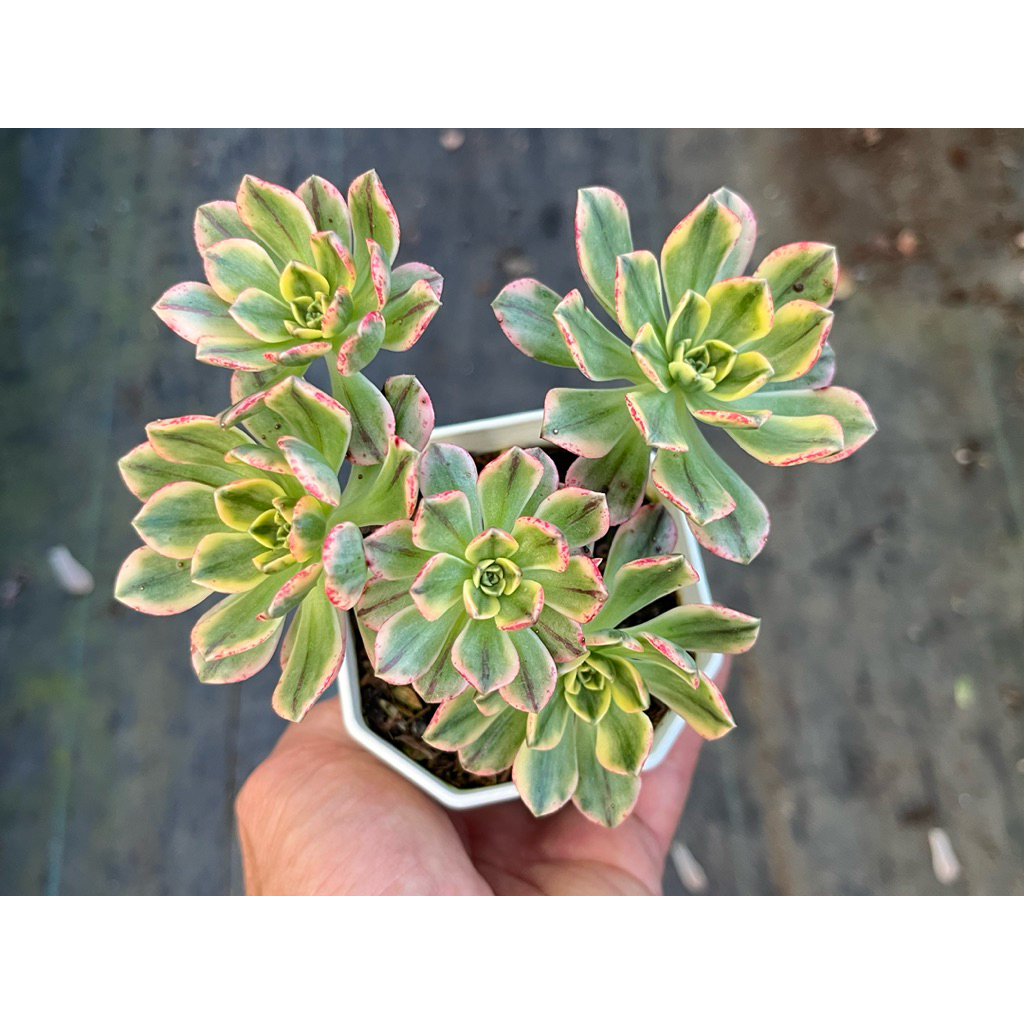 Aeonium sweet tea variegated ไม้อวบนำ้ น่ารักๆ กระถาง 3.5 นิ้ว