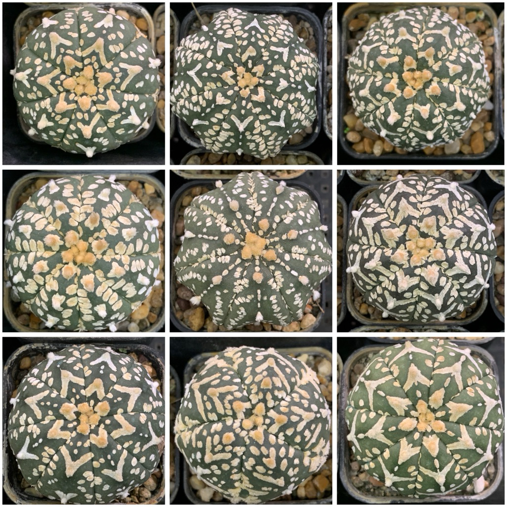 Astrophytum แอสโตรไฟตั้ม V type สุ่มต้น สุ่มลาย ราคาเดียว 49บาท