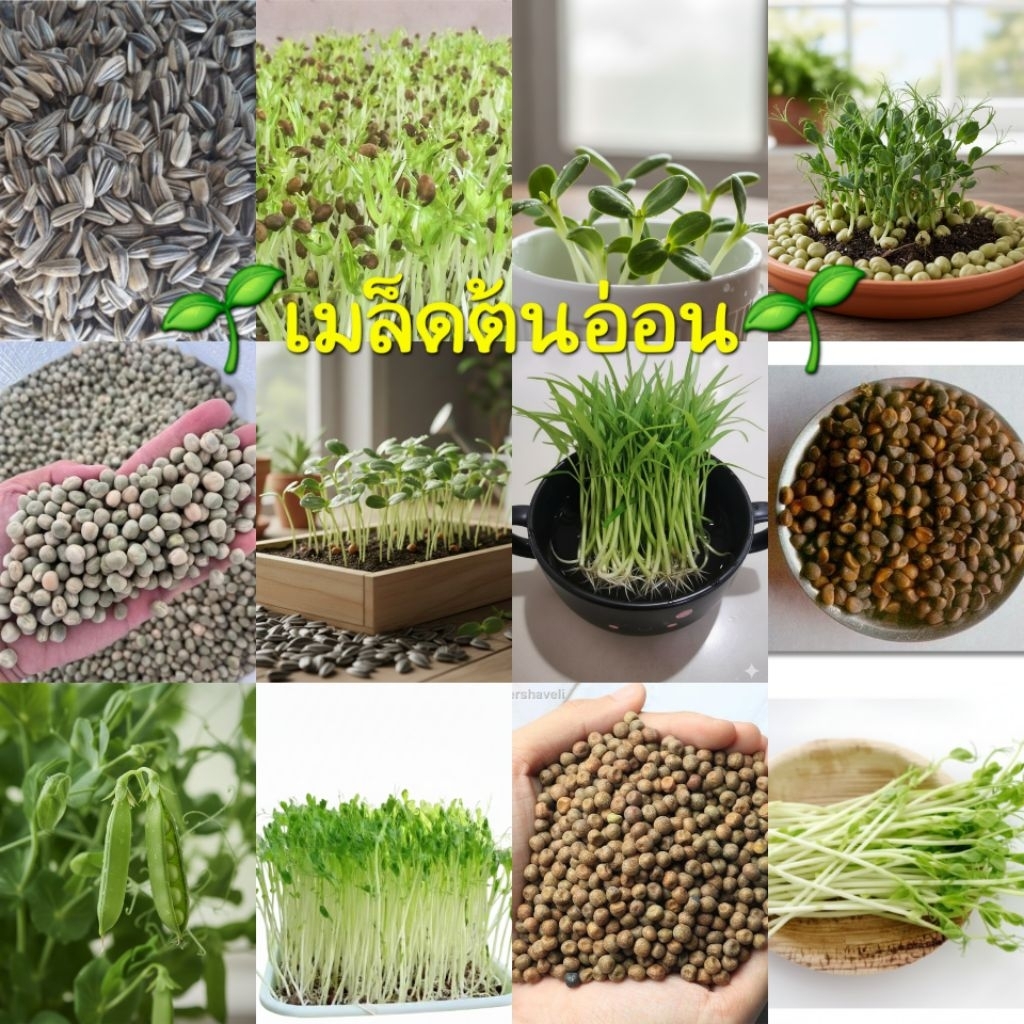 เมล็ดต้นอ่อน ทานตะวัน ผักบุ้ง ถั่วลันเตานิวซีแลนด์ ถั่วลันเตาเมเปิ้ล (โต้วเหมี่ยว) เมล็ดสำหรับเพาะต้นอ่อน อัตราการงอกสูง
