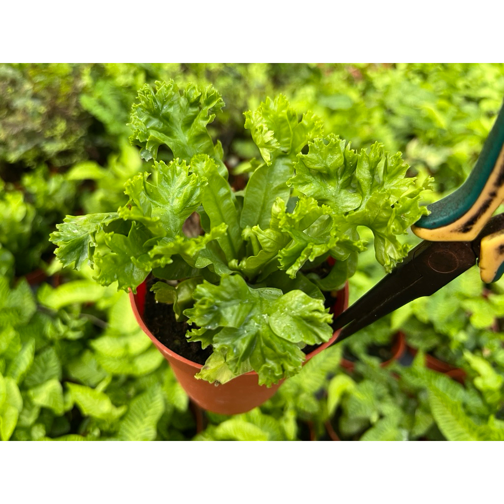 เฟิร์นข้าหลวงแคระใบหยัก  เฟิร์นบอม Asplenium Crissie Amy