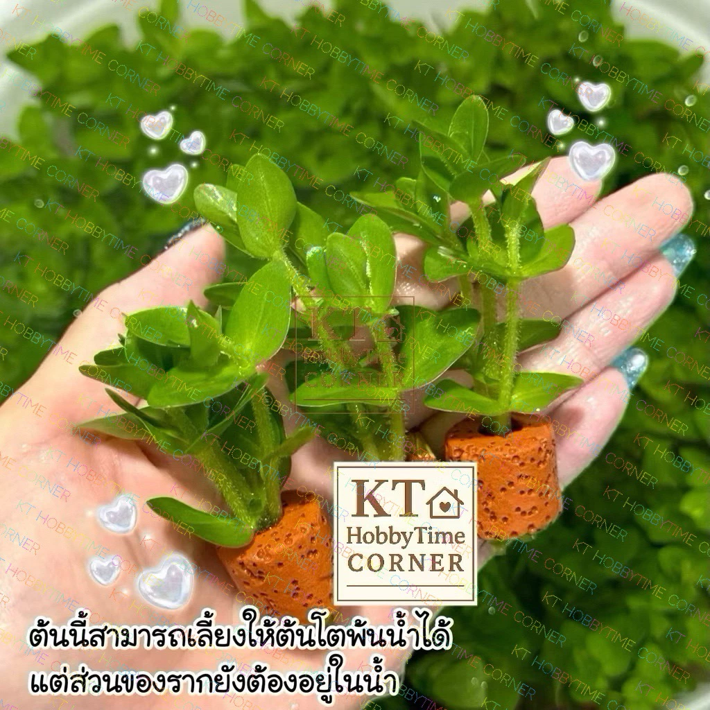 ต้นไม้น้ำ ต้นเล็ก ตกแต่งตู้ปลา โหลปลากัด เลี้ยงง่าย ไม่ต้องดูแลมาก thumbnail 7