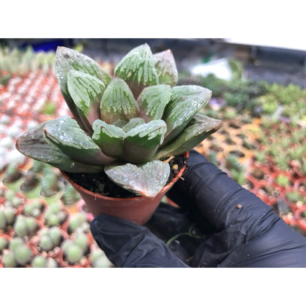 Haworthia picta hy ice