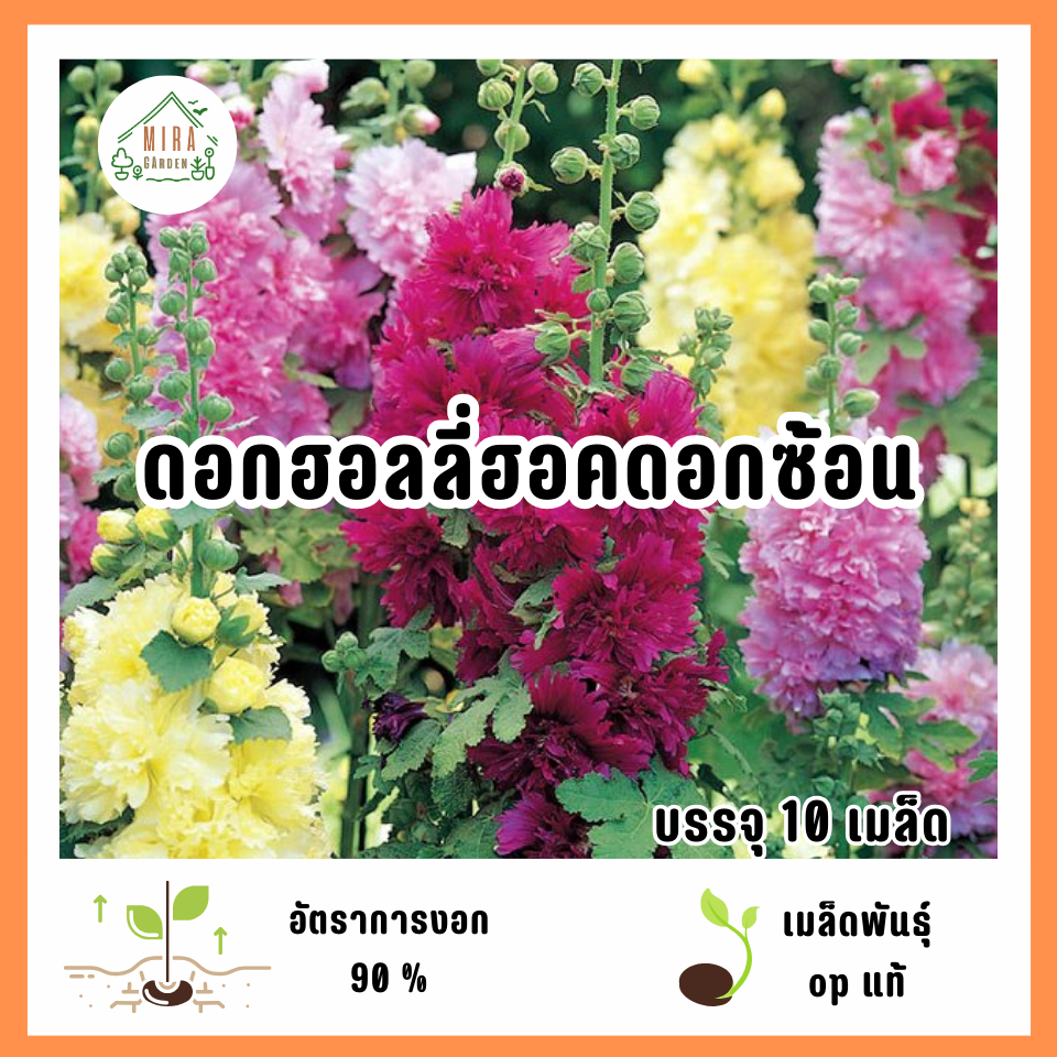เมล็ดพันธุ์ดอกฮอลลี่ฮอคดอกซ้อน 10 เมล็ด