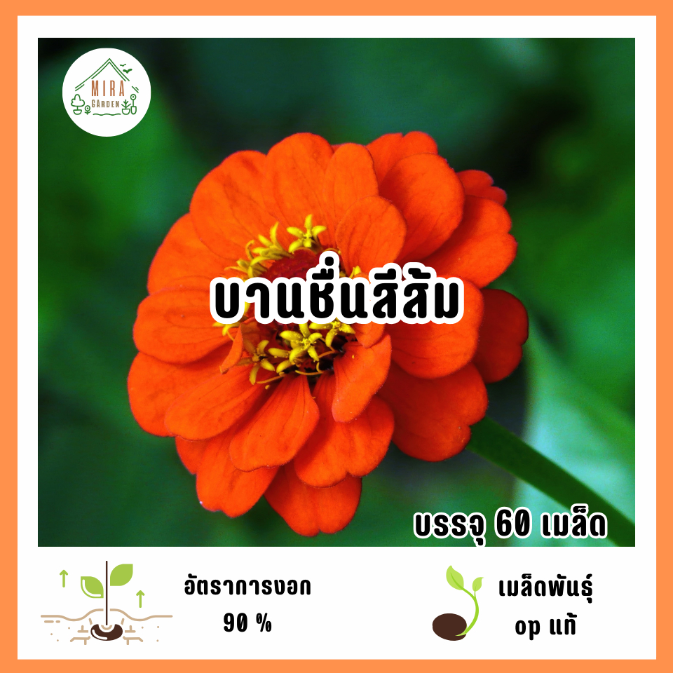 เมล็ดพันธุ์ดอกบานชื่นสีส้ม 60 เมล็ด