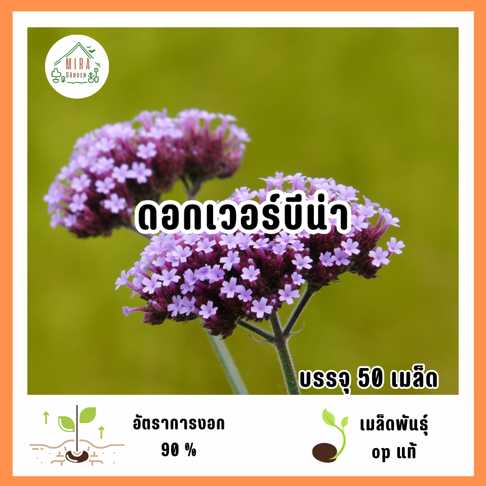 เมล็ดพันธุ์ดอกเวอร์บีน่า 50 เมล็ด