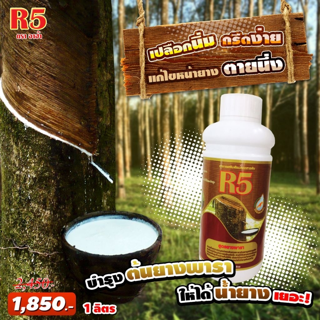 R5 สารไคโตซาน | อาหารเสริมพืชเพิ่มผลผลิต สำหรับยางพารา แก้ปัญหายางตายนึ่ง ต้นยางพาราสมบูรณ์ เปลือกนิ่ม กรีดง่าย | 1 ลิตร