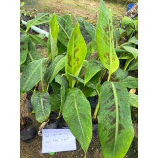 ต้นพันธุ์กล้วยหอมคาเวนดิส (จำนวน 10 ต้น)🌿จากแล็บเพาะเลี้ยงเนื้อเยื่อ ปลอดโรคตายพราย แข็งแรง พร้อมลงดินได้