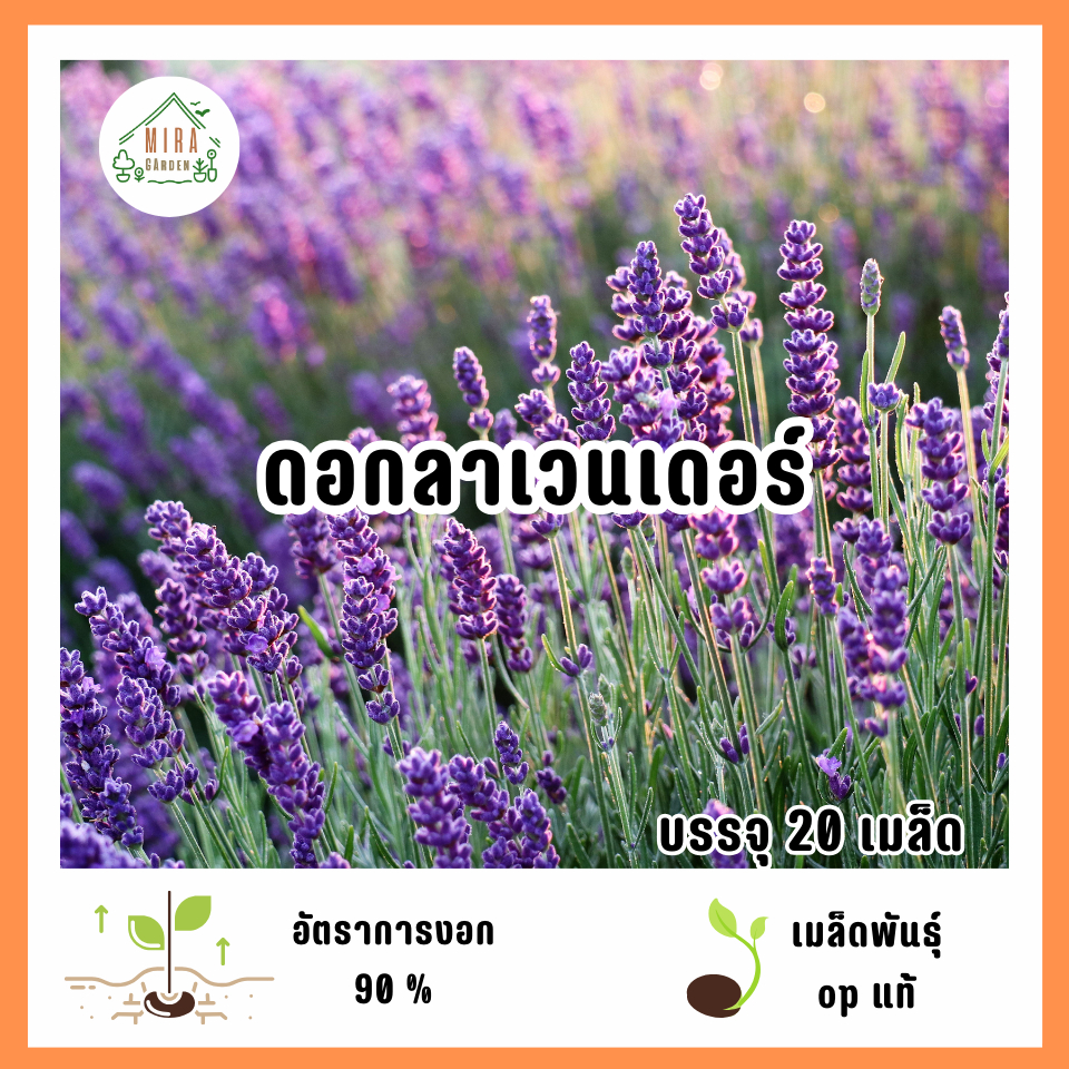 เมล็ดพันธุ์ดอกลาเวนเดอร์ 20 เมล็ด