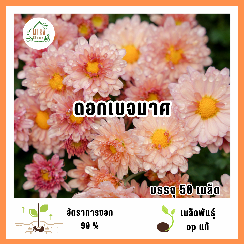 เมล็ดพันธุ์ดอกเบญจมาศ 50 เมล็ด