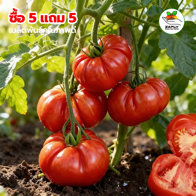 [ซื้อ 5 แถม 5 ฟรี]เมล็ดพันธุ์ มะเขือเทศ คอสโตลูโต 80 เมล็ด Costoluto Genovese Tomato Seed คุณภาพดี
