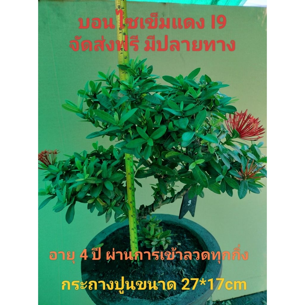 บอนไซเข็มแดง I9 (Ixora)