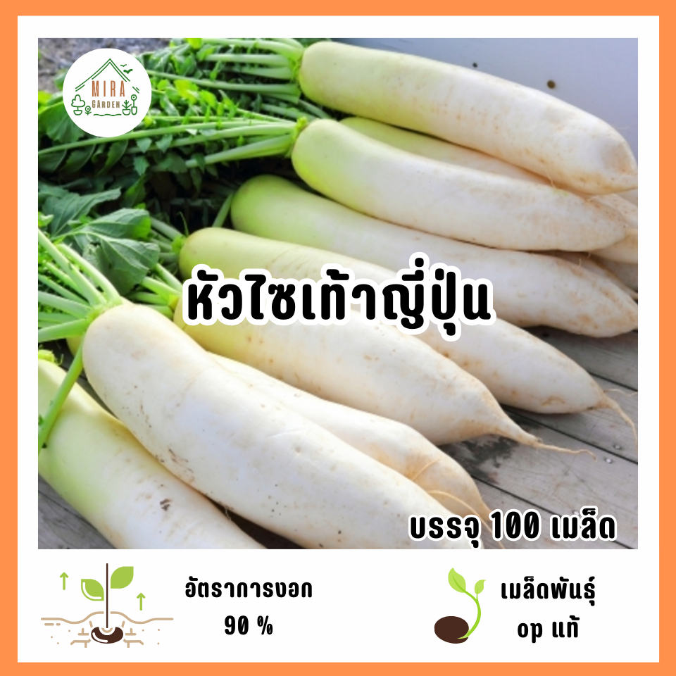 หัวไชเท้าญี่ปุ่น 100 เมล็ด