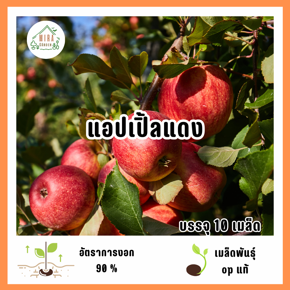 เมล็ดพันธุ์แอปเปิ้ลแดง 10 เมล็ด