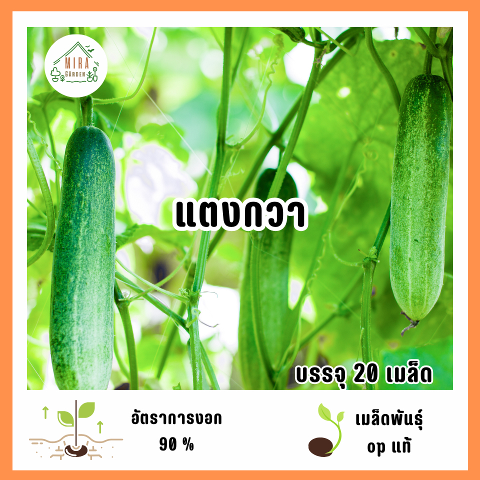เมล็ดพันธุ์แตงกวา 20 เมล็ด