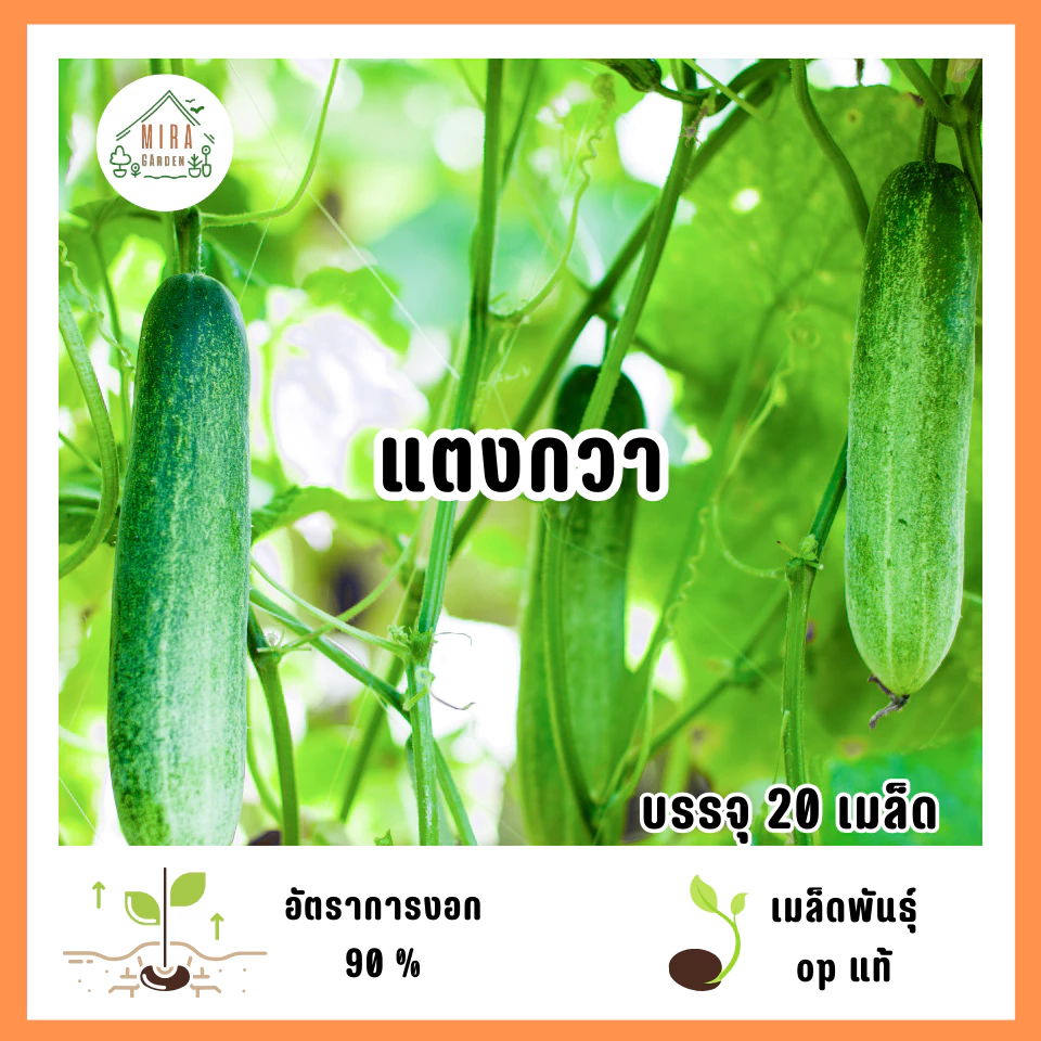 เมล็ดพันธุ์แตงกวา 20 เมล็ด