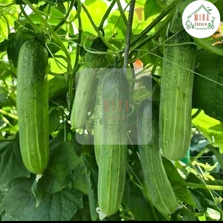 เมล็ดพันธุ์แตงกวา 20 เมล็ด
