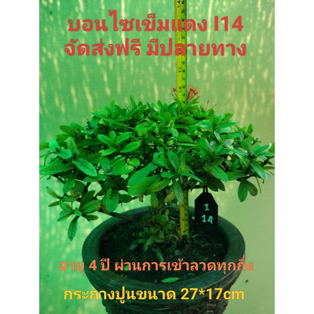 บอนไซเข็มแดง I14 (Ixora)