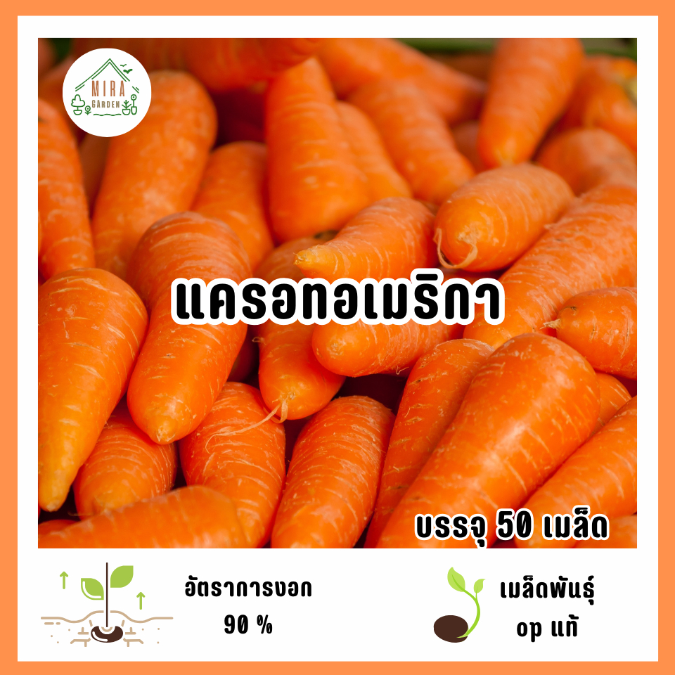 300 เมล็ด เมล็ดพันธุ์  แครอท สีส้ม