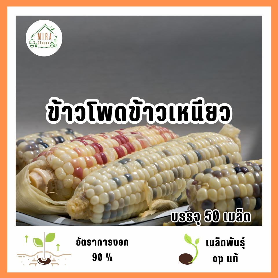เมล็ดพันธุ์ข้าวโพดข้าวเหนียว 50 เมล็ด